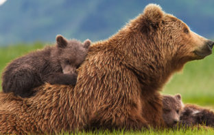 Sull’orso bruno marsicano c’è una scommessa da vincere: la sua sopravvivenza