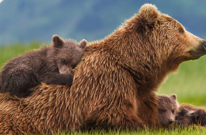 Sull’orso bruno marsicano c’è una scommessa da vincere: la sua sopravvivenza