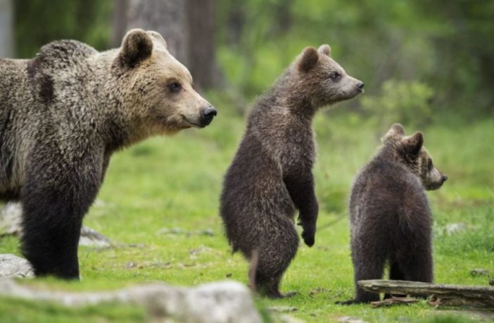 Urge banca genetica dell’Ursus arctos marsicanus: prima che sia troppo tardi