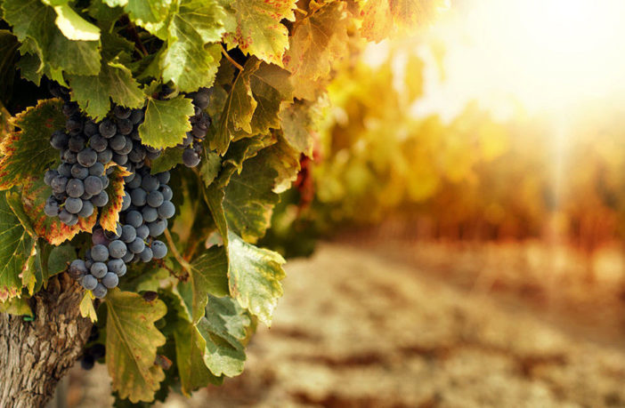 La minaccia della crisi climatica sulle vigne dell’Unesco nelle Langhe e nel Monferrato