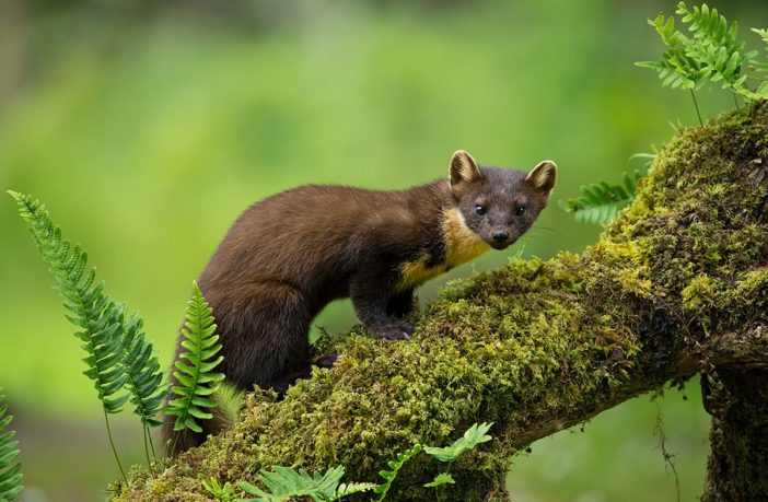 Noi e gli altri animali. Si può essere ambientalisti e animalisti allo stesso tempo?
