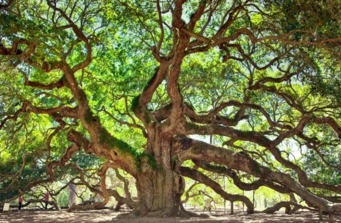 Giardini verticali: i nostri patriarchi arborei per migliorare la qualità della vita nelle città inquinate