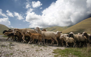 Pac, Politica agricola comunitaria: le truffe negli alpeggi a norma di legge…