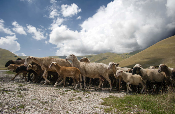 Pac, Politica agricola comunitaria: le truffe negli alpeggi a norma di legge…