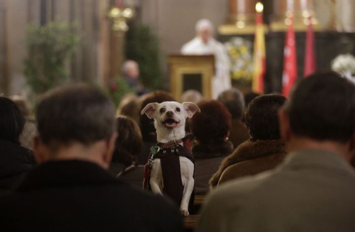 “Fortunato come un cane in chiesa”, e stavolta senza ombra di ironia