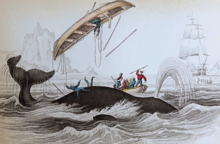 A Cape Code Moby Dick è tornata, Capitan Achab invece no