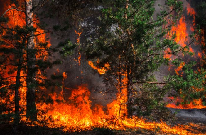1 / Italia in cenere. Ce lo chiese l’Europa? La catastrofe annunciata della riforma Madia