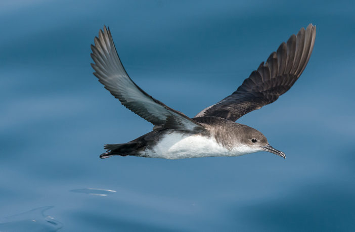 Nello scontro tra naturalisti e animalisti ripartono le bufale sull’isola di Montecristo