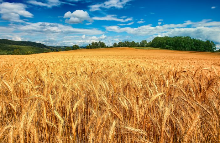 Guerra e frumento: la pianura sarmatica contesa e il voivòda russo all’assedio del “panem nostrum”