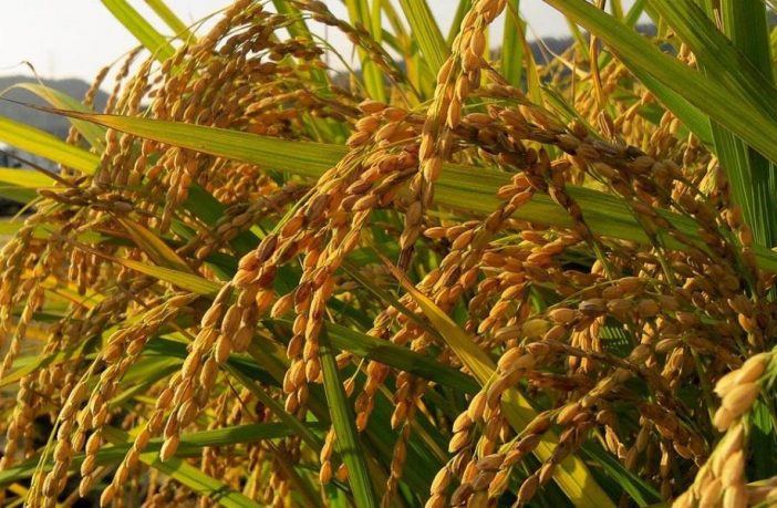 2 / La battaglia del grano. Nell’agricoltura italiana crescono i danni della guerra ucraina
