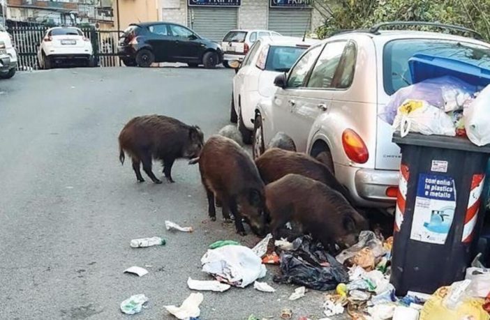 I cinghiali appestati di Roma, i rifiuti per strada e il coraggio amministrativo che manca