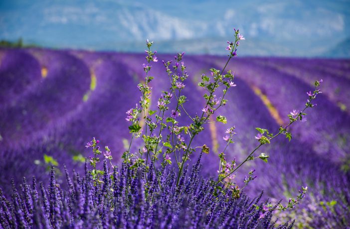 In Alta Provenza a cavallo e in bicicletta, tra i profumi di lavanda e le parole di Jean Giono