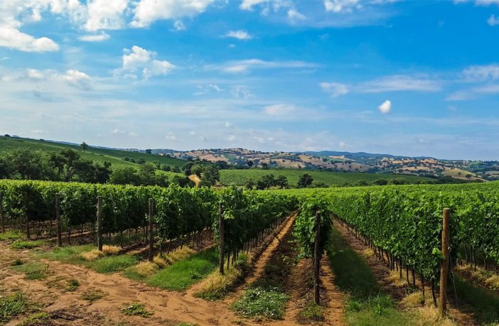Le terre del vino in Italia non conoscono crisi. In 30 anni a Montalcino il valore è cresciuto di 20 volte