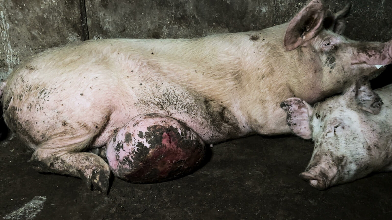 Benessere degli animali. Dopo cavalli, cani e uccelli in gabbia, la Cassazione punisce la malnutrizione dei maiali