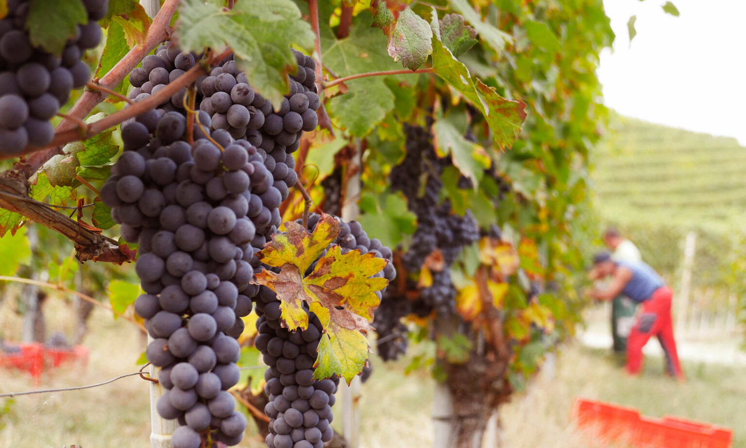 «Da bevanda a status simbol. Il riconoscimento Unesco ha cambiato le Langhe e il vino»: parla Matteo Ascheri