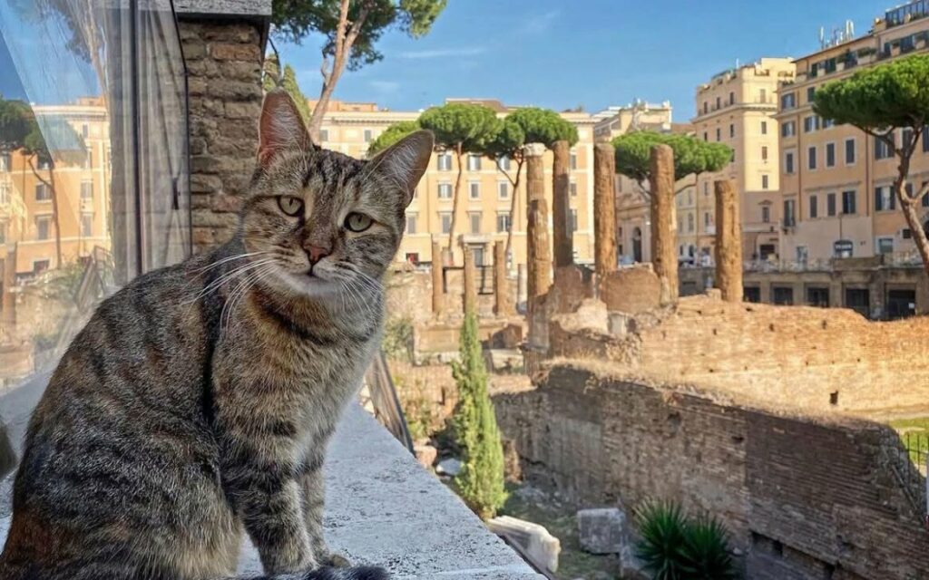Tutela di “gatti di città” e “gattare”: la Cassazione chiarisce le responsabilità di chi accudisce animali in libertà